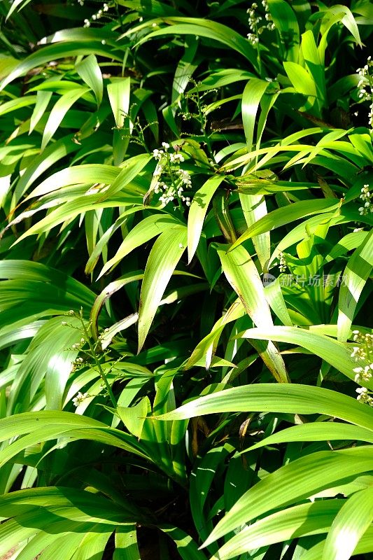 长在森林里的观赏植物，有白色的小花。这种植物生长在热带雨林中。xiphidium caeruleum